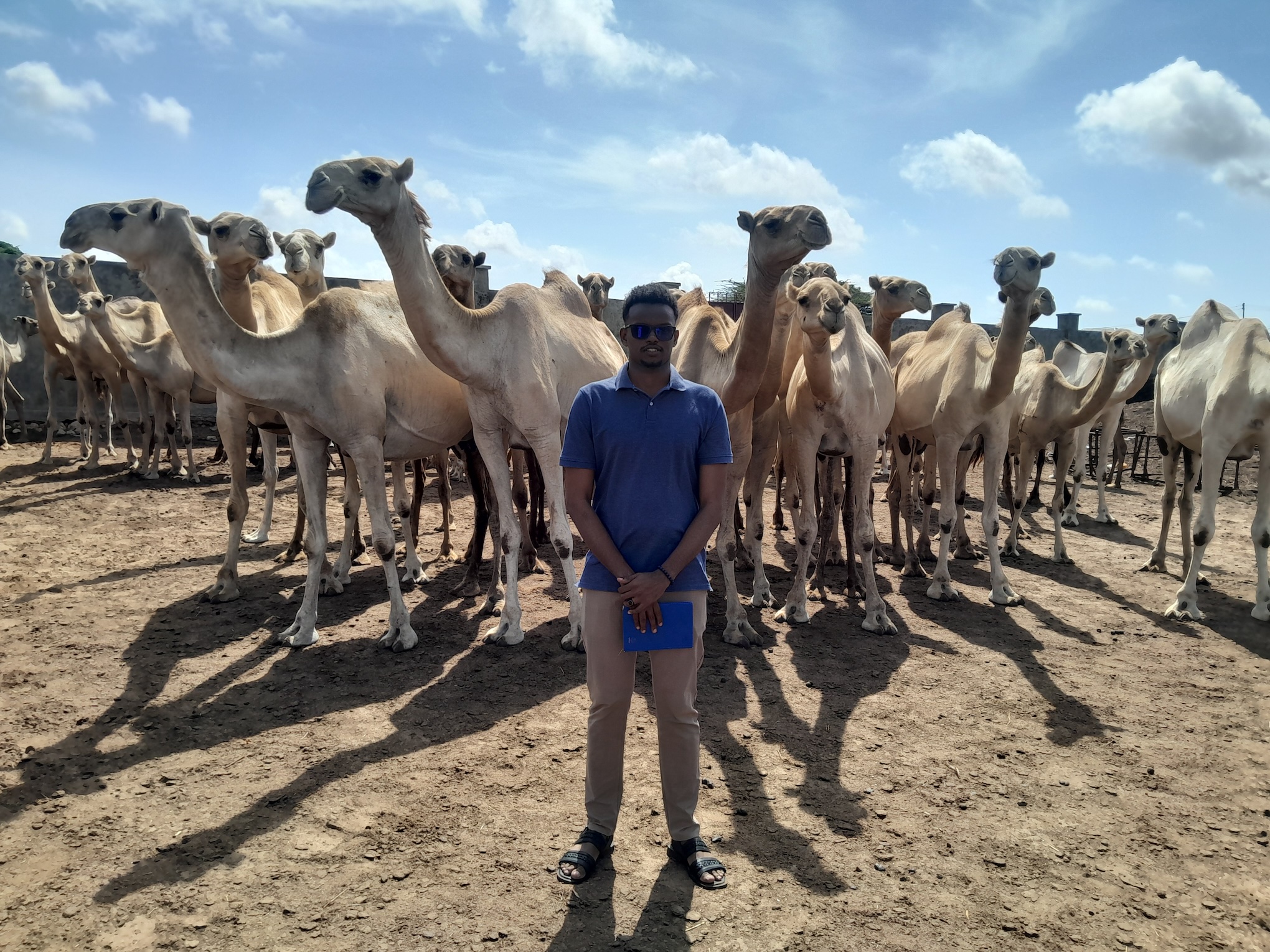 A Somali man with a blue shirt and sunglasses stands in front of a herd of white camels. The ground is dry dirt and the sky is blue with white clouds.