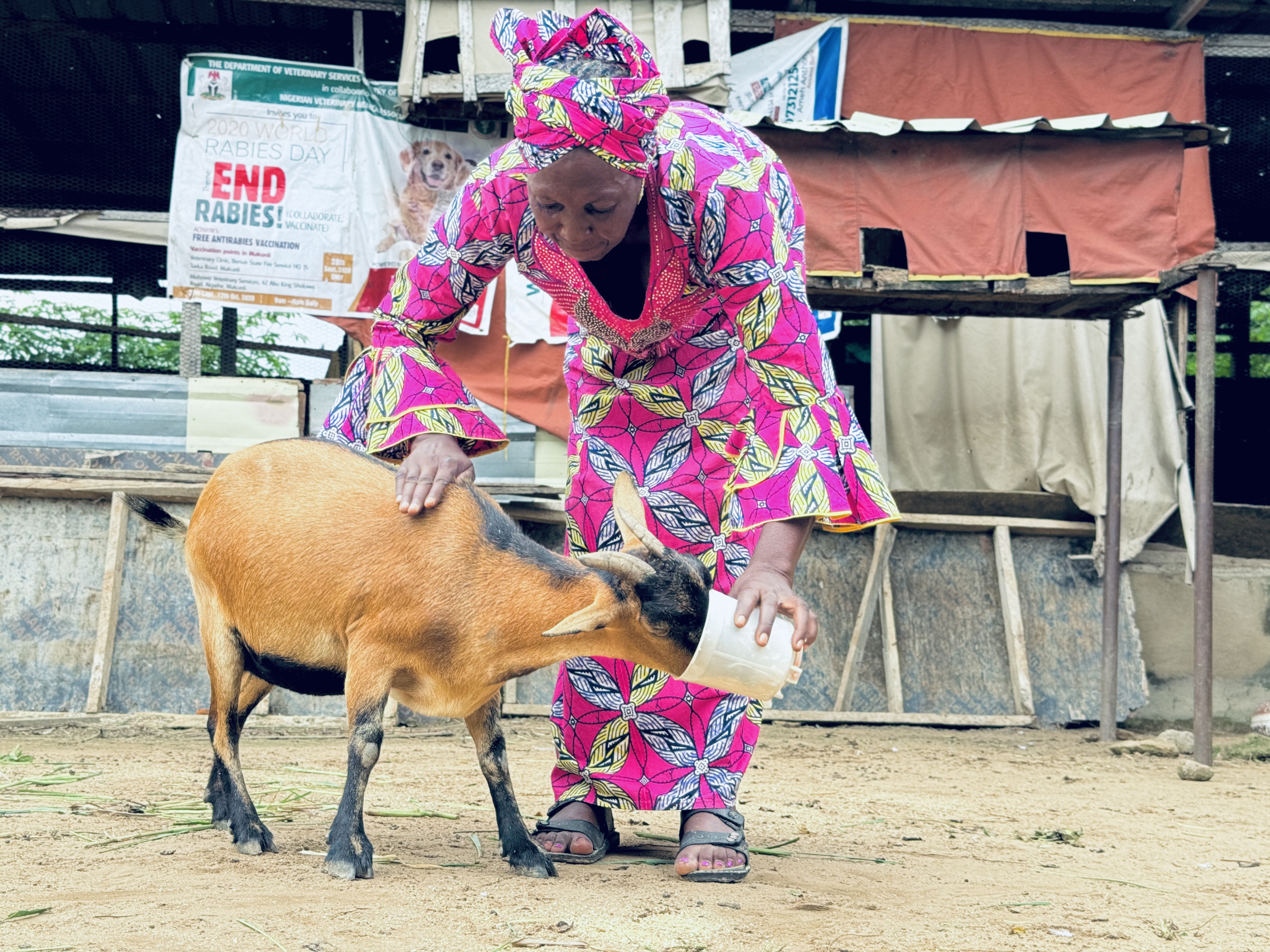 Picture credits: Gender & Farming: "A Woman Feeding Her Goat in an Intensive Production System" by Terese Akpem, Vet Konect Ltd