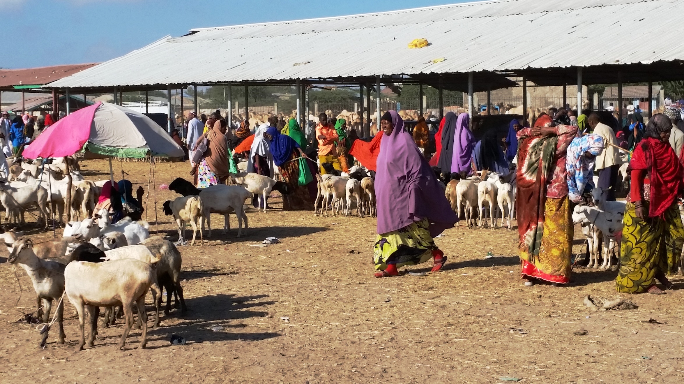 A livestock market scene in Hargesia Somalia. Women wearing colourful dresses and headscarves walk around small clusters of goats.