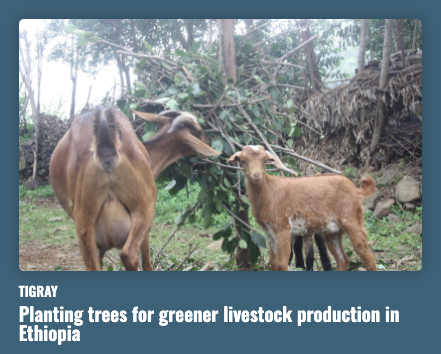 Planting trees for greener livestock production in Ethiopia