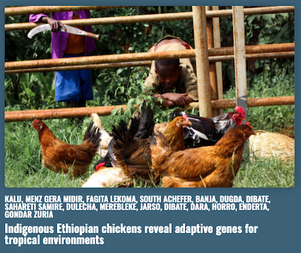 Indigenous Ethiopian chickens reveal adaptive genes for tropical environments