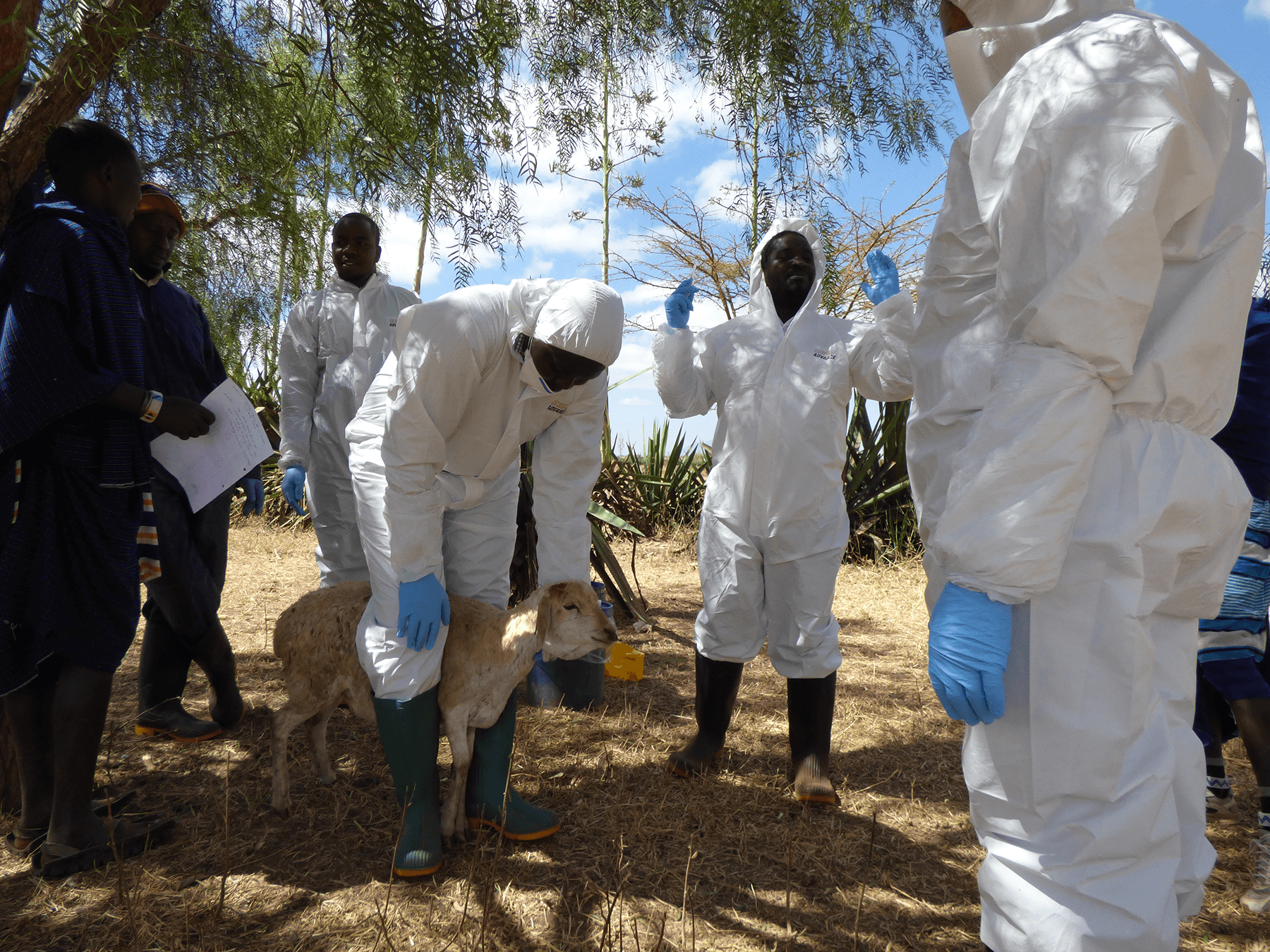 A member of the Tanzania study team trains local livestock workers to track abortion events. Photo: University of Glasgow.