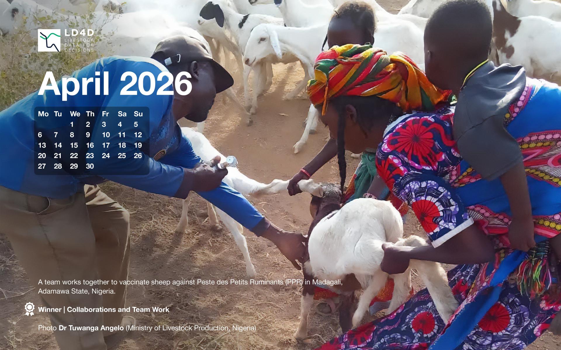 A team in Nigeria works together to vaccinate sheep.