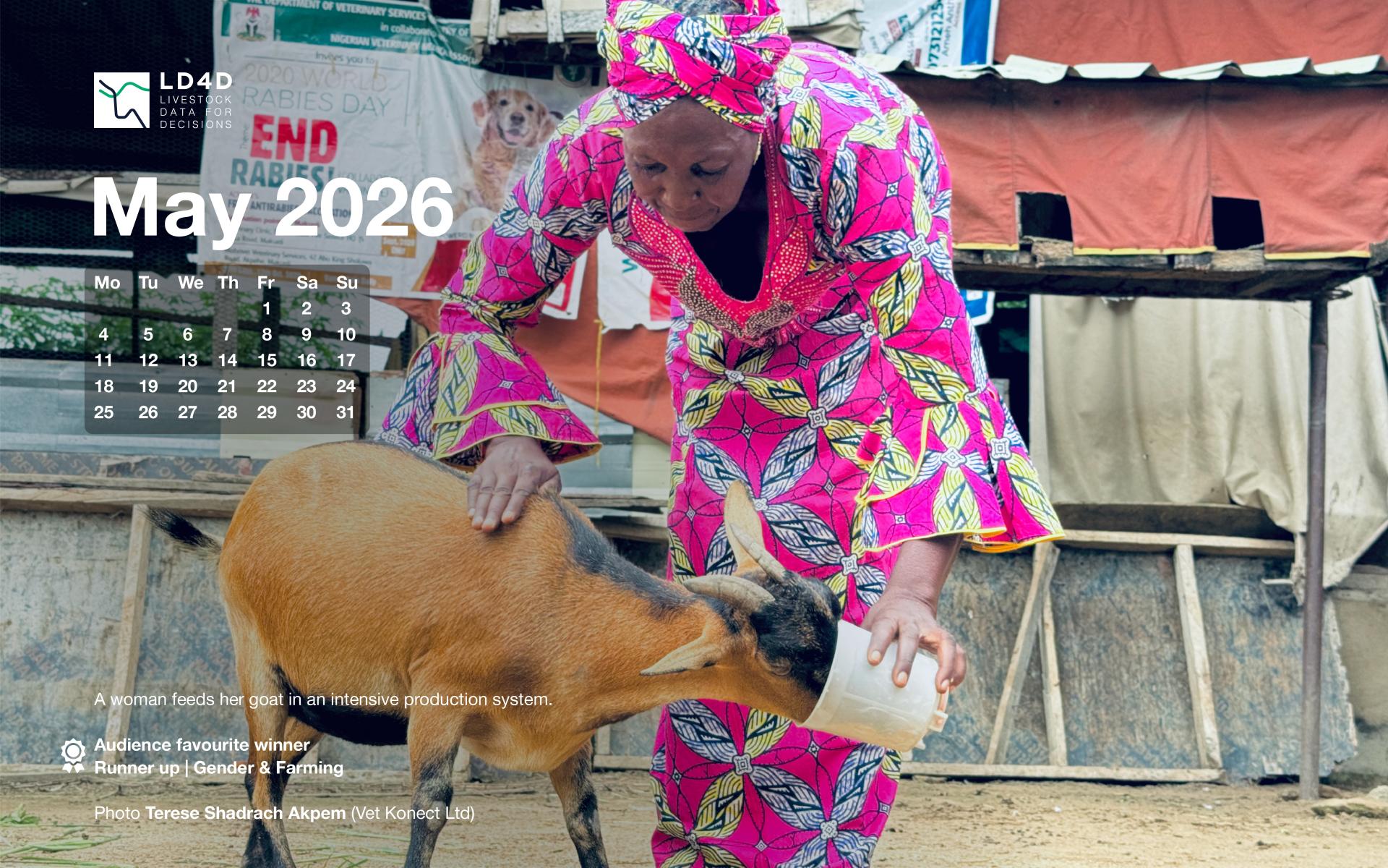A woman in a pink African-style dress leans over to feed her brown goat.