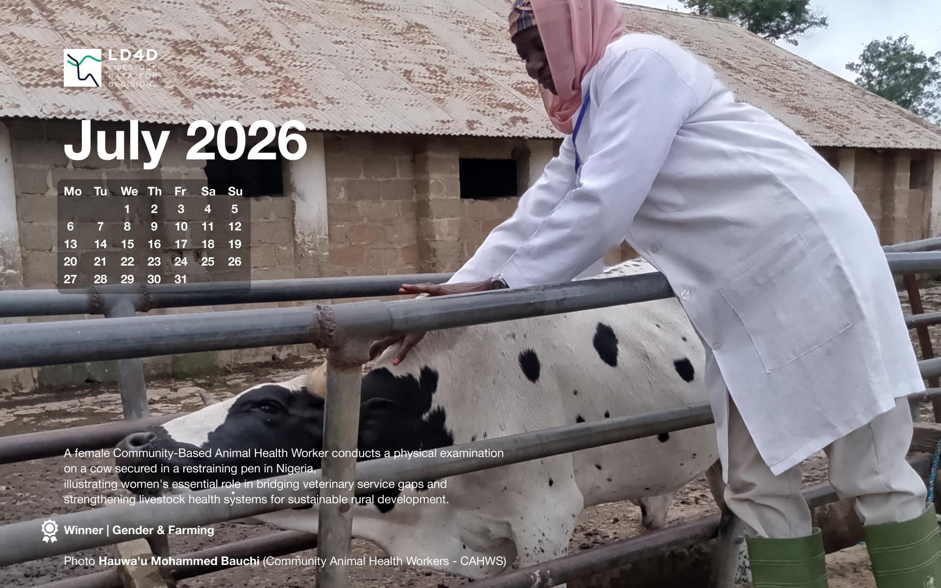 A female Community-Based Animal Health Worker conducts a physical examination on a cow secured in a restraining pen in Nigeria.