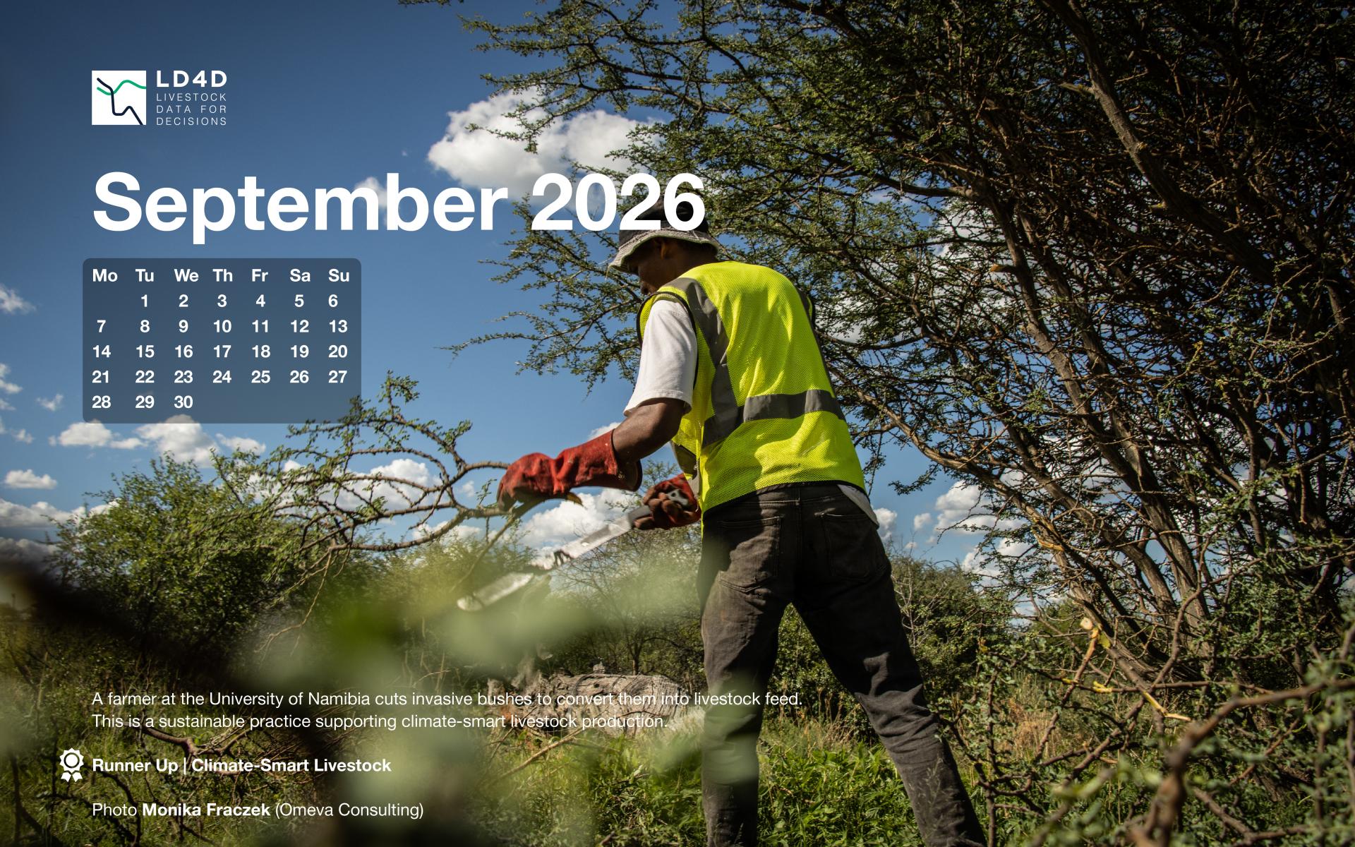  A farmer at the University of Namibia cuts invasive bushes to convert them into livestock feed. This is a sustainable practice supporting climate-smart livestock production.