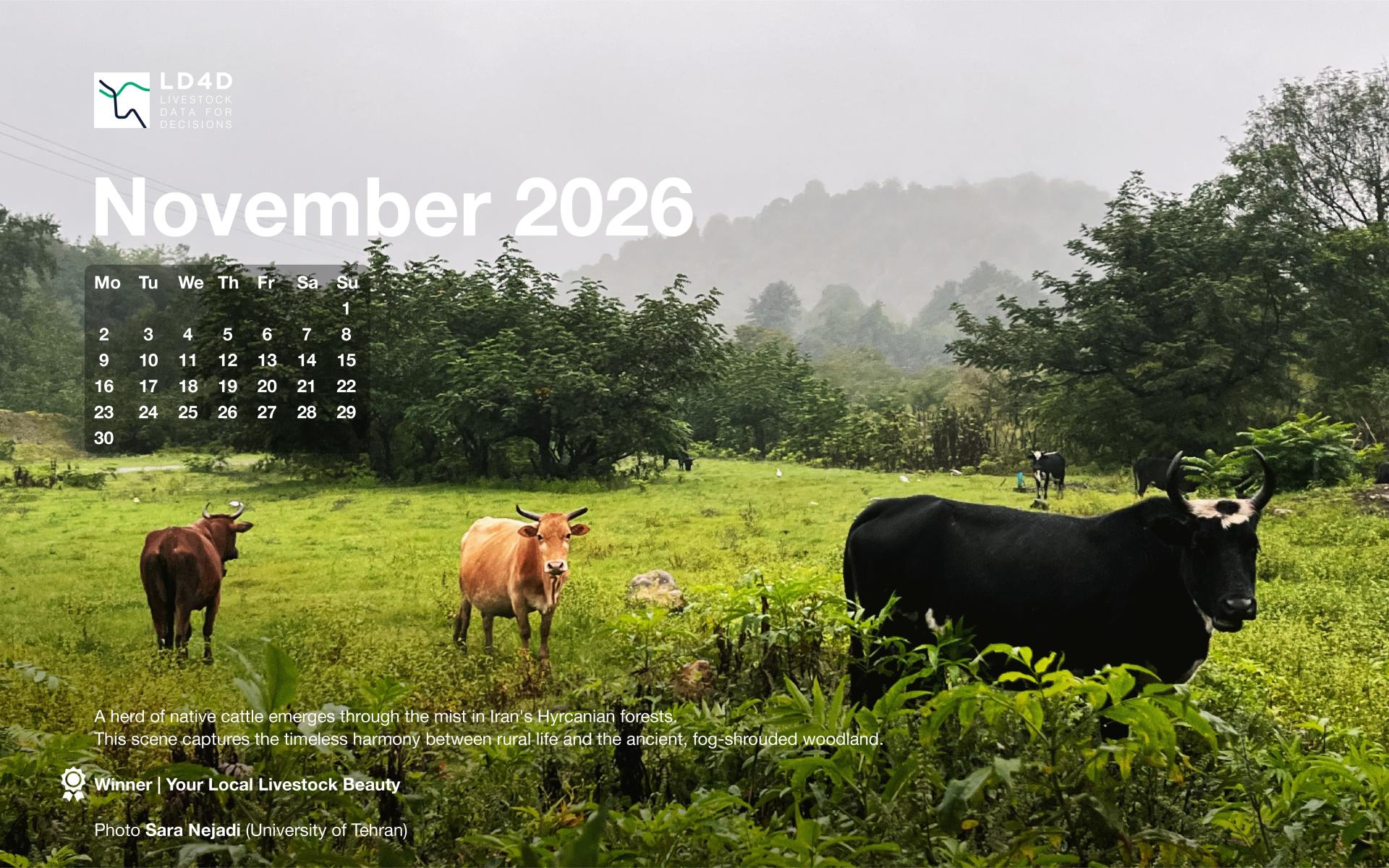 A herd of native cattle emerges through the mist in Iran's Hyrcanian forests. This scene captures the timeless harmony between rural life and the ancient, fog-shrouded woodland. 